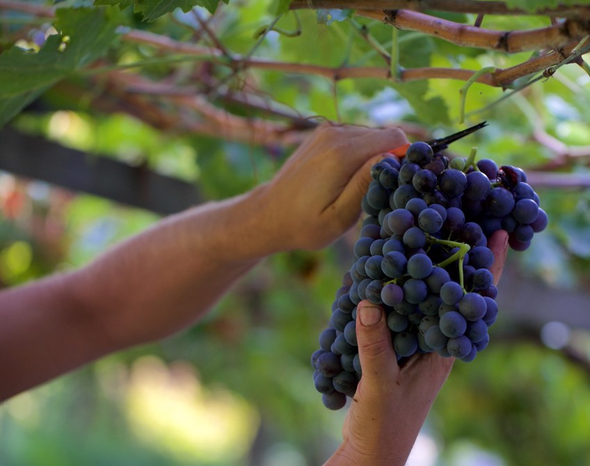 Grapes from Lageder