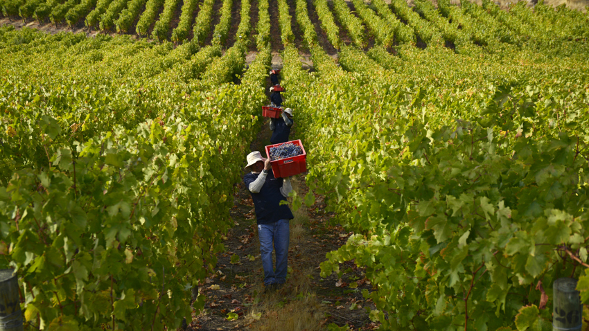 Valdivieso Harvest
