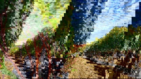 Harvest 2019: US and Canada