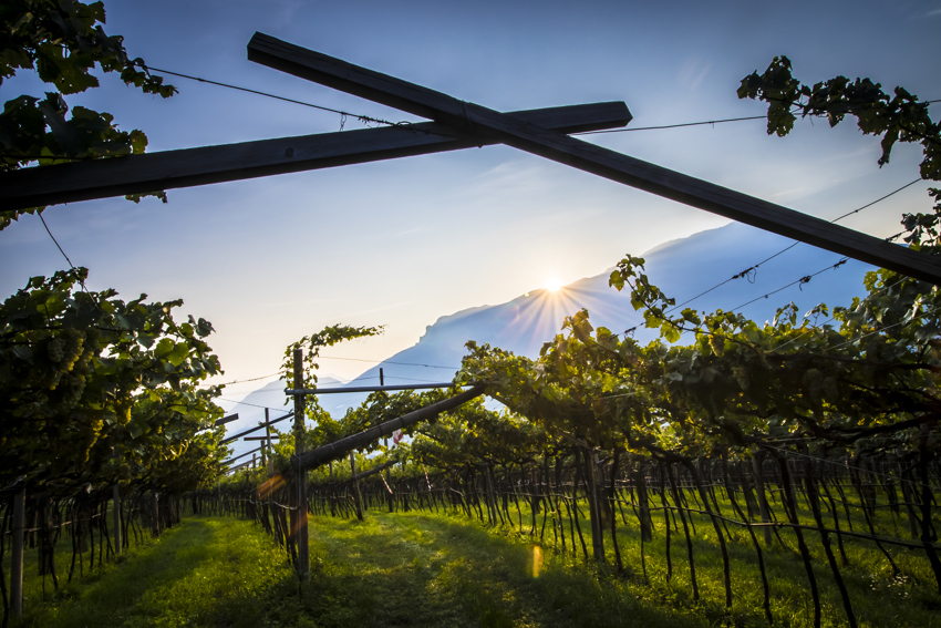 Ferrari vineyards