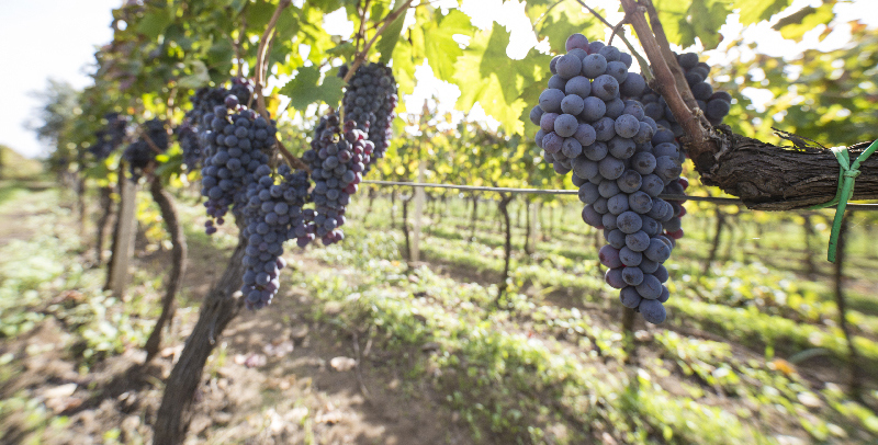 Tornatore vineyards