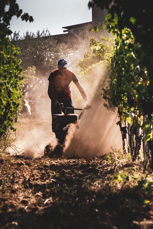Sicily agriculture