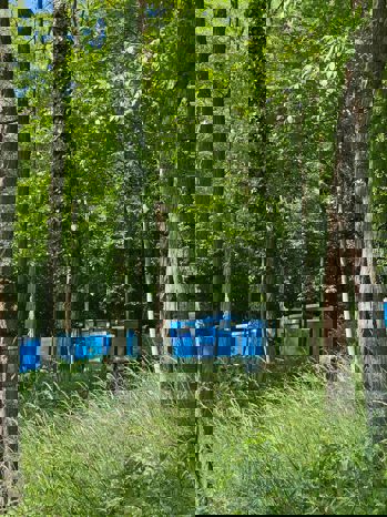 Beehives in the woods