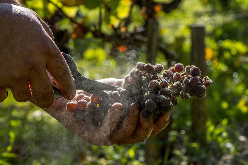 Botrytised grapes
